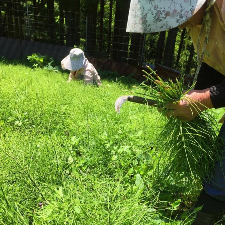 薬草収穫